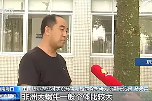 雨后遇到这种大蜗牛 千万别碰!