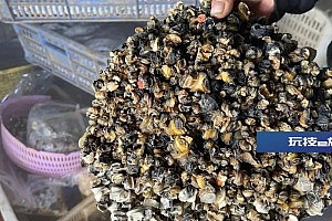 福寿螺冒充田螺卖?官方:已查封!高度警惕,误食可致死!