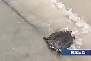 长江边甲鱼集体冒头!专家紧急提醒