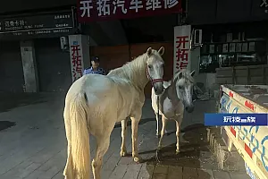 大半夜,杭城街头惊现两匹白马……网友:这真的很“马”路