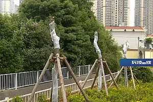 昆明盘龙区回应河边大树被砍掉枝叶:系高大乔木安全隐患整治