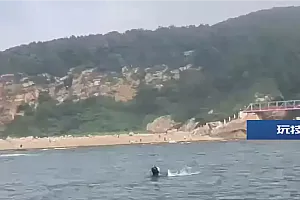 大连市民出海钓鱼,发现海里露出一个脑袋