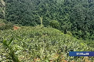 女子怒砍他人种植物被拘,原因令人唏嘘