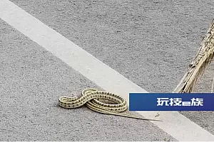 内蒙古一地:一米多长的蛇躺在道路中间,紧急处置
