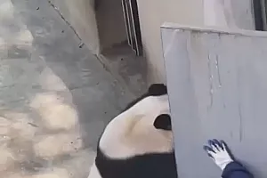 惊险!9岁大熊猫扑倒奶妈,周围游客尖叫连连,动物园回应!