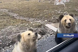 游客投喂野生棕熊遭猛扑抢食,当事人回应