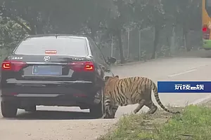 重庆一动物乐园老虎追咬游客车,园区:全额赔偿