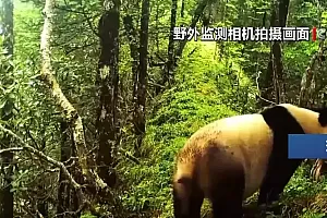 “芝麻团子”憨态可掬 “落日飞天”美景再现 绿水青山间唱响生态“幸福曲”