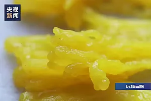 年轻人流行养黏菌当宠物,对身体有害吗?