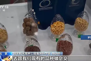 “亿”点美食小期待~这些种子跟着卫星上太空啦