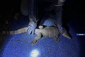 深夜进村吃鸡,国家一级保护动物“五爪金龙”现身云南孟连