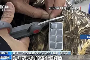“小书包”传回数据信息 看“萌禽”短耳鸮的旅居生活