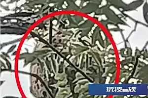 男子被叮咬后死亡 遇到这种蜂类请立即远离