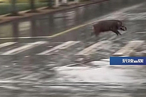 安徽一高校惊现野猪狂奔,校方回应:已捕获,移交林业部门