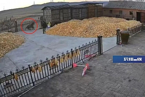 老虎追咬我,我可以“正当防卫”吗?罗翔曾妙语解答