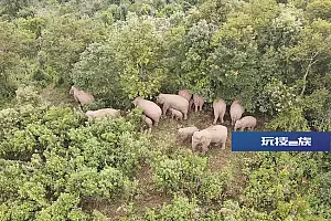 亚洲象又来“遛弯”了,这次组了个大团!