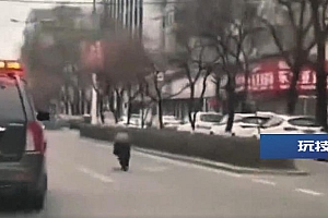 吉林桦甸一成年野猪闯入主城区,麻醉不成后被警方击毙