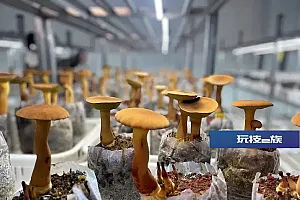 云南上大招!“见手青自由”要来了