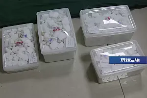 福州海警侦破一起特大走私珍贵动物案,查获鹦鹉蛋998枚