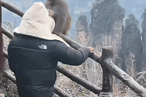 猴子抢包,遭游客“胖揍”!景区回应