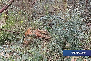 当场击毙“疯牛”!浙江警方确认,攻击性极强