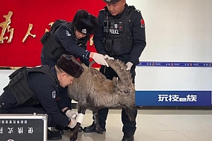 群众发现受伤“野羊”,警方确认系保护动物北山羊