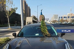 等红灯时,天降孔雀!车主慌了……