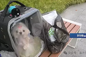 “狗生”悲剧!花6000元配种失败,差点丧命!上海法院判了