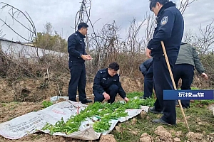 种“药”喂鸡?一株也违法!