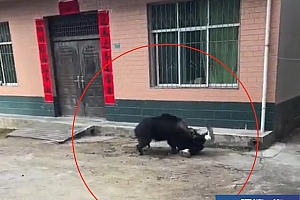 陕西汉中一野猪闯入村内伤人,家属:动脉破损、骨头被咬坏,做了三小时手术