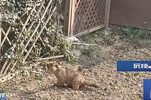 上海有小区出现土拨鼠,紧急提醒:不要摸,不要碰!
