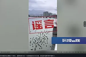 严重光污染致四川雅安红嘴鸥数量减少?真相是……