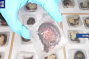 36只蜈蚣闯关?上海海关拆穿“塑料摆件”陷阱