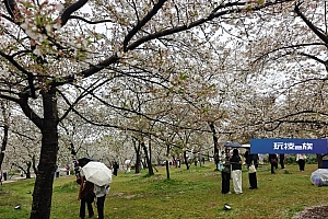 武汉樱花“一夜清零”?记者实探东湖樱花园,不少游客赏花,花期将持续到四月中旬