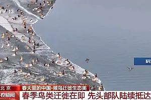 白天鹅、红头潜鸭、灰雁……候鸟迁徙进行时