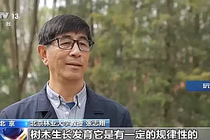 柏树好似冒烟 花粉爆发为何不能“一砍了之”?