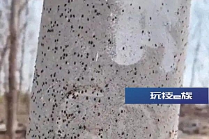 河南辉县出现大量黑虫,专家:草履蚧,建议用药剂防控