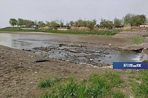 江苏南京一公园内惊现死亡江豚:头部有明显伤口