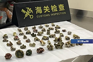莲塘海关查获进境旅客人身绑藏走私濒危动物石珊瑚46只