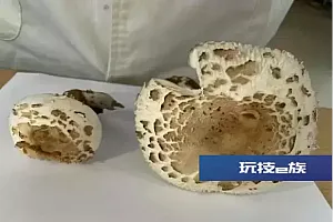 毒蘑菇不要吃!严重可致死亡!湖北疾控最新提醒