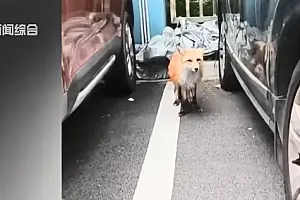 《疯狂动物城》原型出没小区 居民人心惶惶 最新:已被车辆撞死