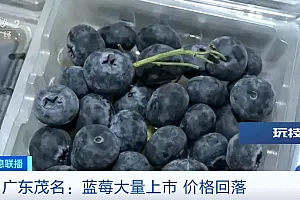 蓝莓价格“腰斩”!大量上市了!
