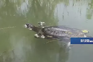 极度濒危!全国仅剩1只!斑鳖为何比大熊猫更濒危?