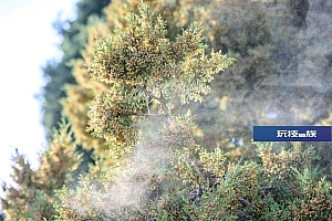 短短几小时,男子差点窒息!最近,花粉过敏这种病正高发