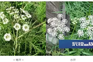 台州一家3口误食野菜,全部中毒!小心,很多人爱吃