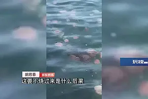 不要触碰!这些海里的“不速之客”有毒 严重可致命