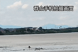 辅警樊晶纵身一跃!上演生死救援