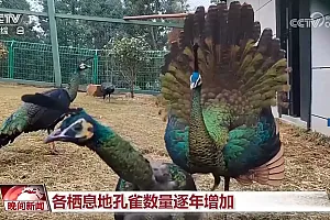 国际生物多样性日|人工繁育、破解“声纹密码” 我国生物多样性保护“上大分”