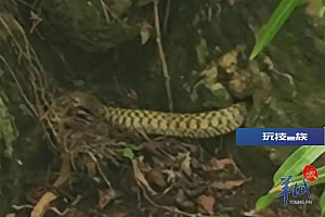 蛇年蛇月蛇出没!广东多个公园景区惊现“小辣条”,专家紧急提醒