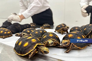 皇岗海关查获一名旅客人身绑藏濒危活体陆龟30只